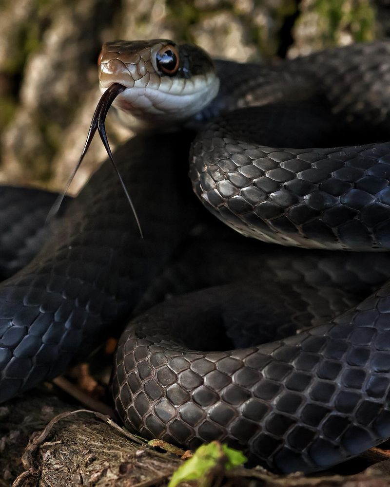 Black Racers