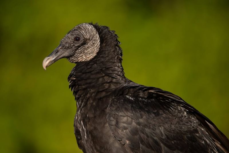 Black Vultures