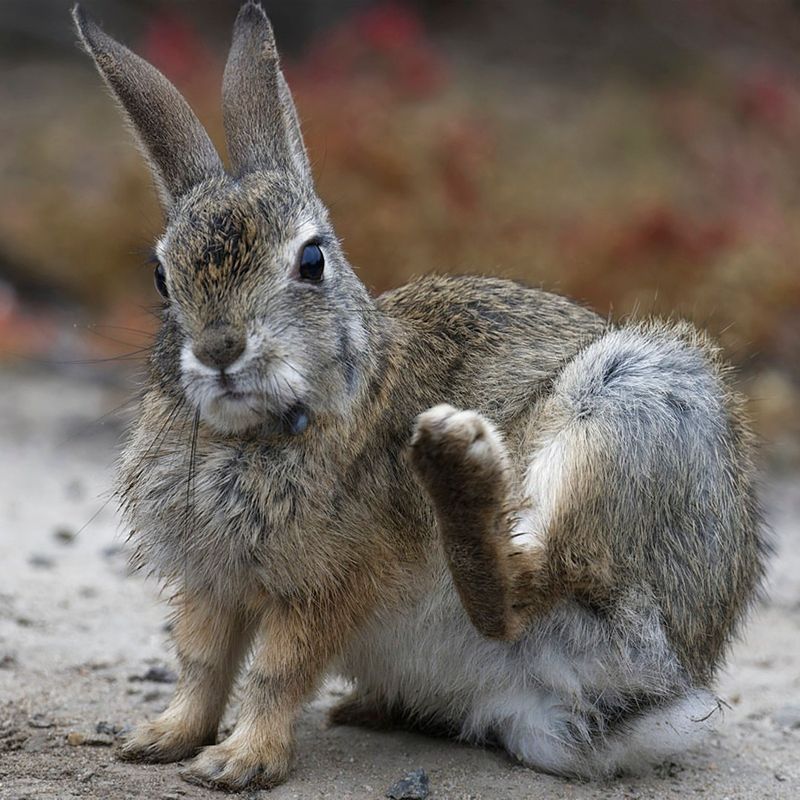 Desert Cottontail Rabbits