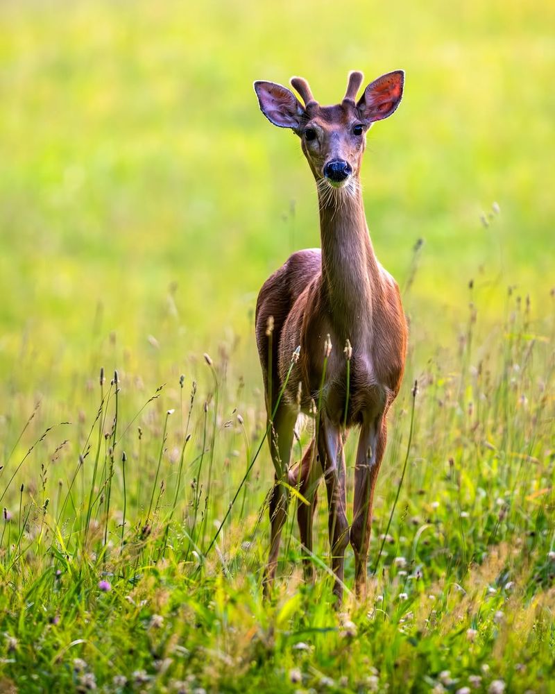 White-Tailed Deer
