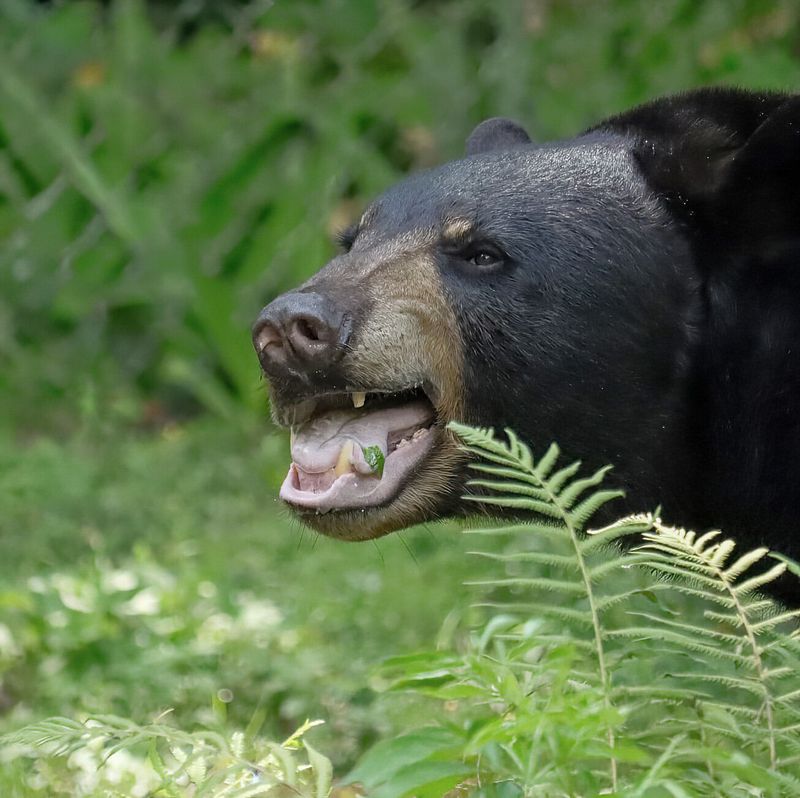 Black Bears Visit Suburban Borders
