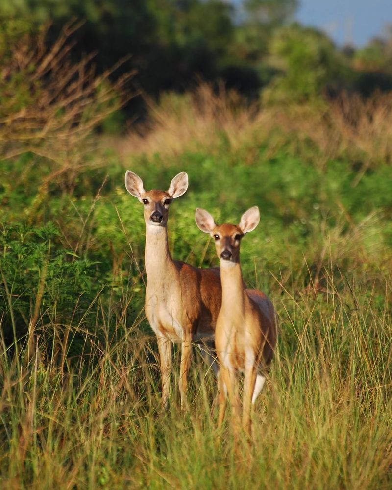 White-Tailed Deer In Suburbs