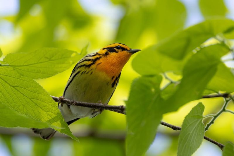 Various Songbirds In Urban Trees