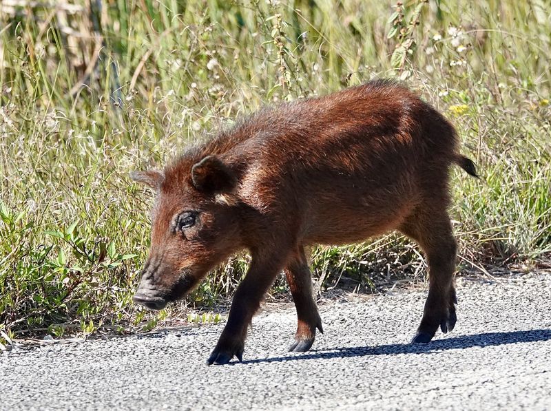 Wild Boars: The Destructive Invaders