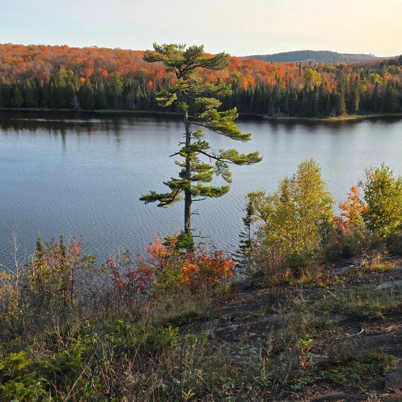 Native Trees That Teach You About Timing