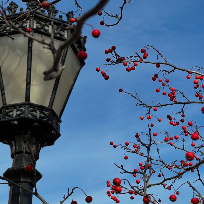 Hawthorn With Decorative Berries