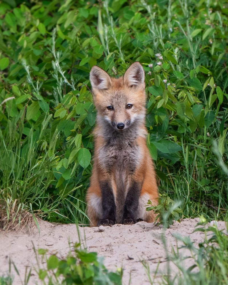 Red Fox Families