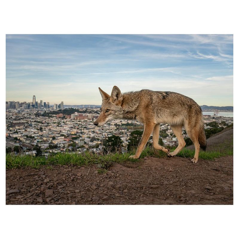 Coyotes Adapt To City Streets