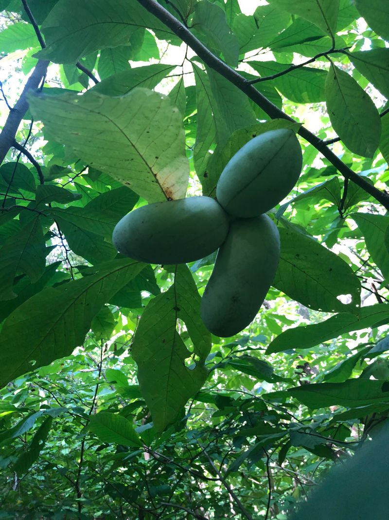 Pawpaw