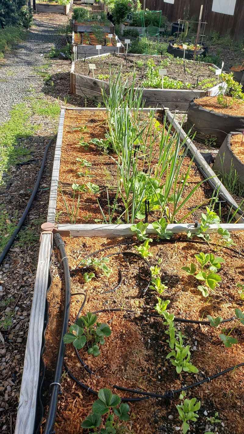 Add An Irrigation System With Timer