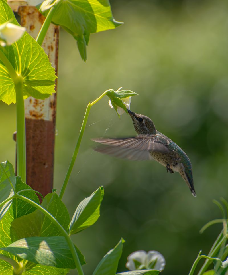 Skip Pesticides to Protect Tiny Insects