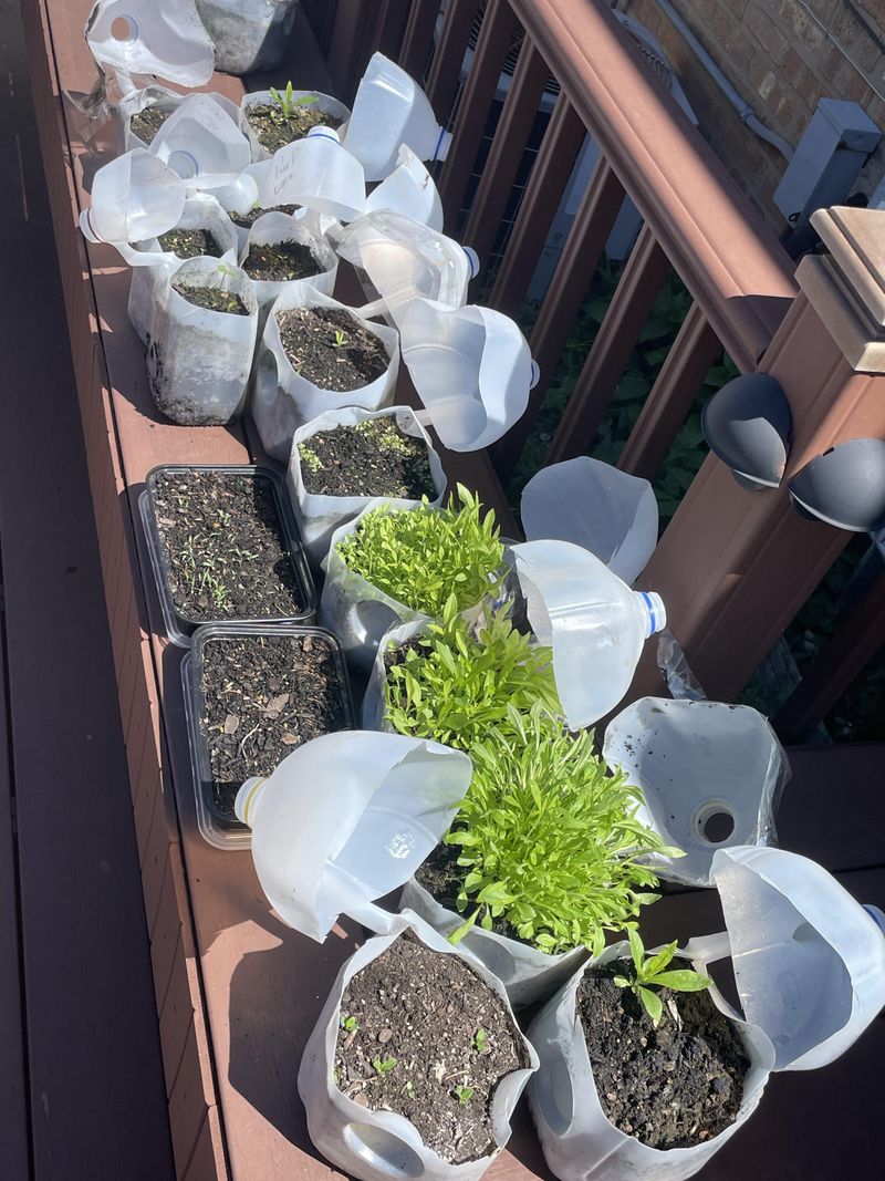 Position Plastic Milk Jugs Around Plants