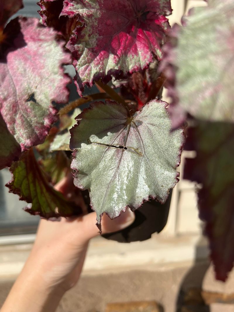 Reduce Watering To Match Dormancy Needs