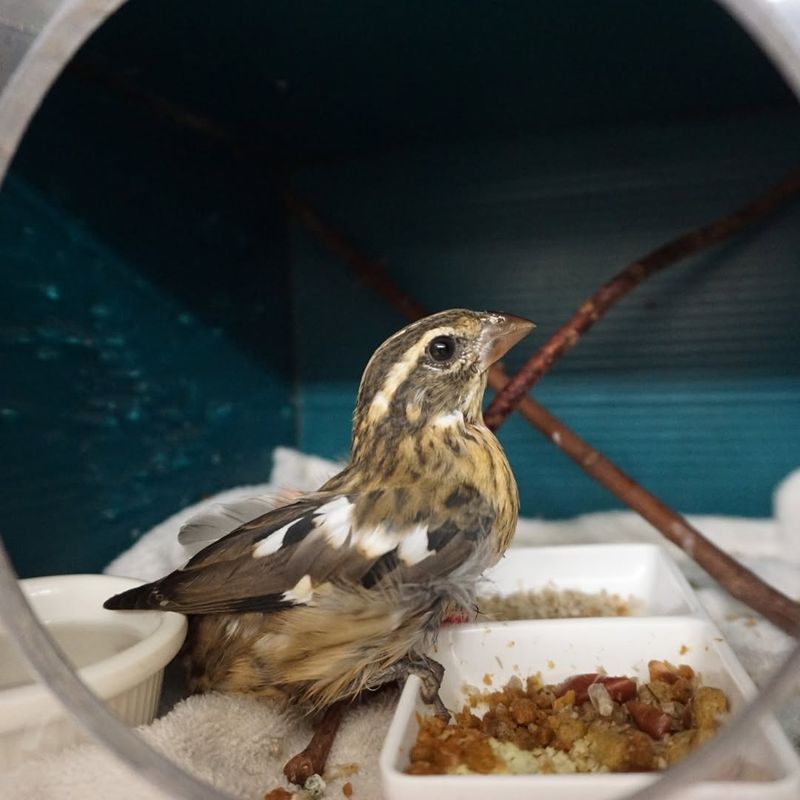 Attract Beneficial Birds To Your Garden Space