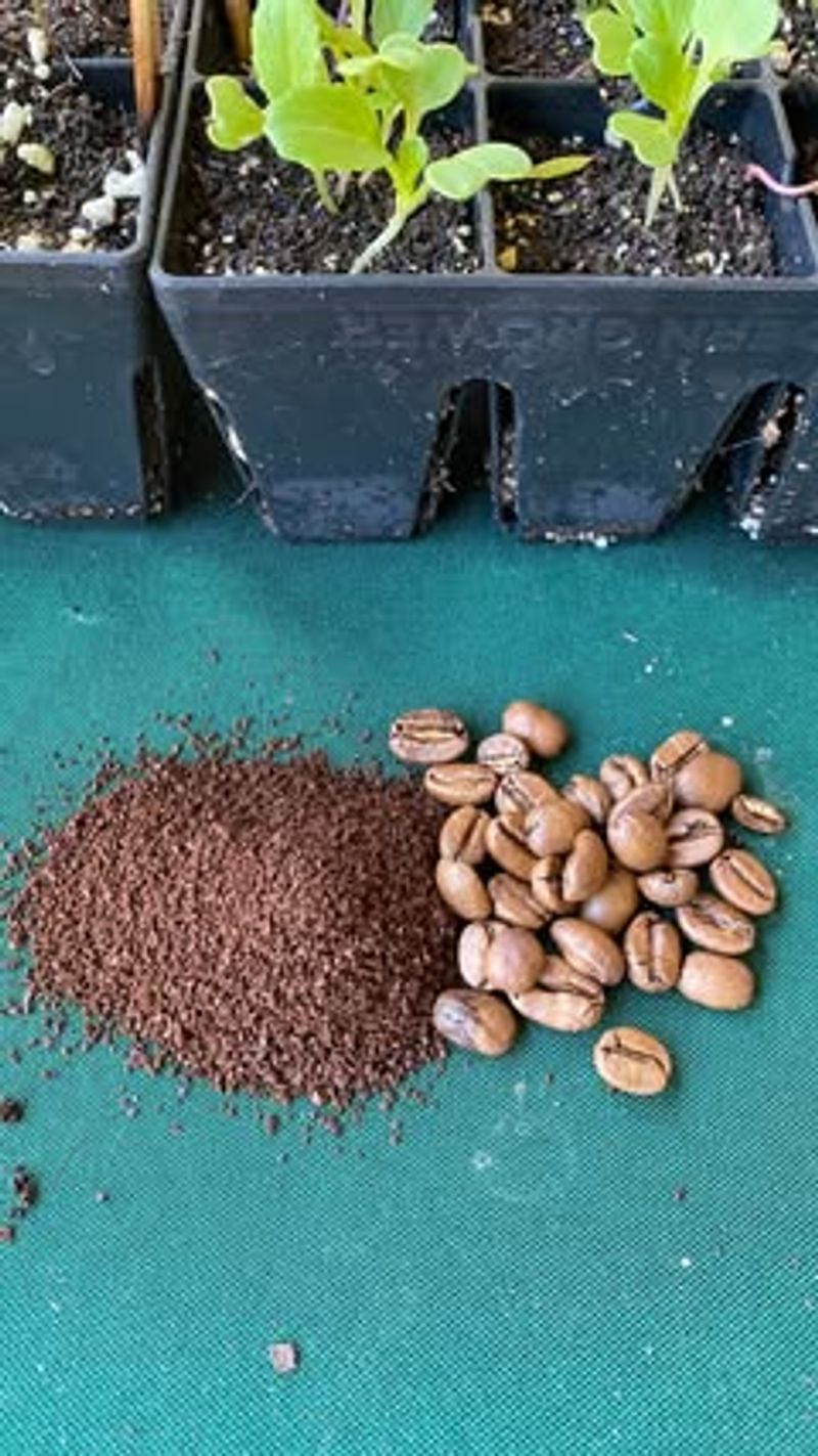 Apply Coffee Grounds Around Plants