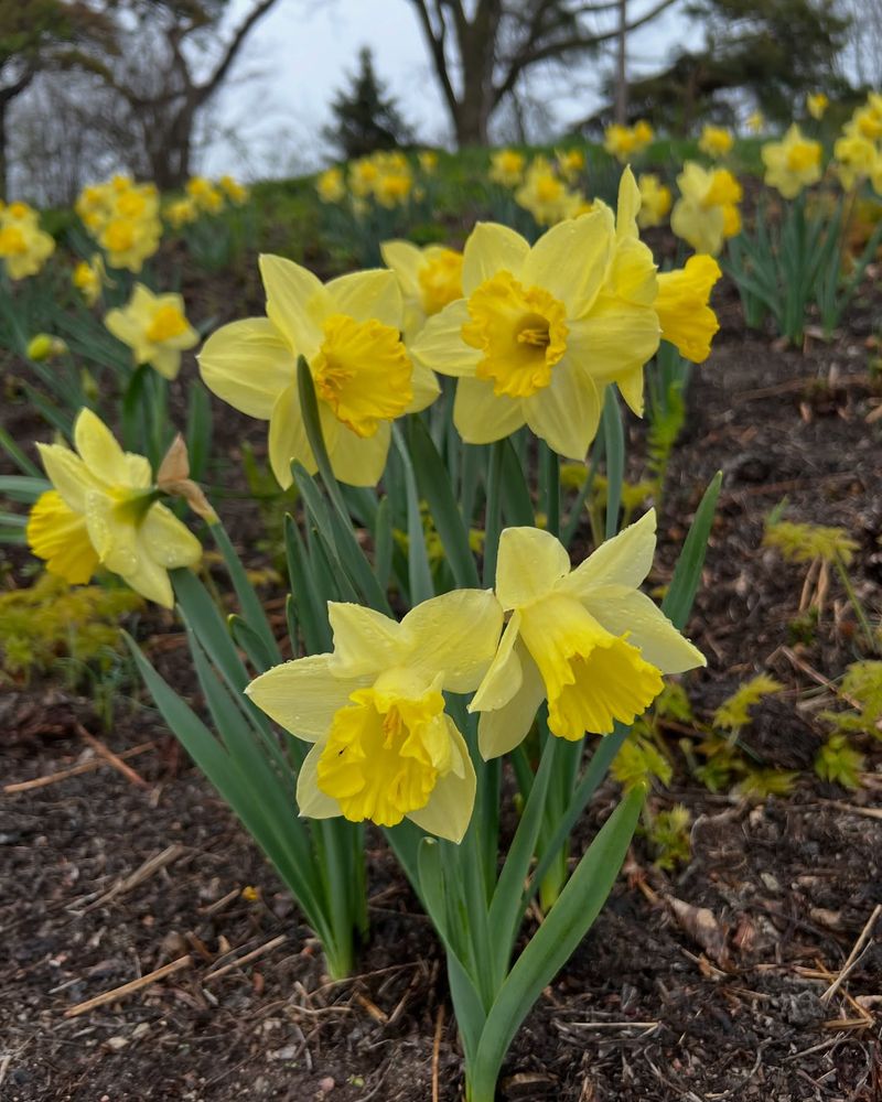 Plant Gopher-Repelling Bulbs Like Daffodils