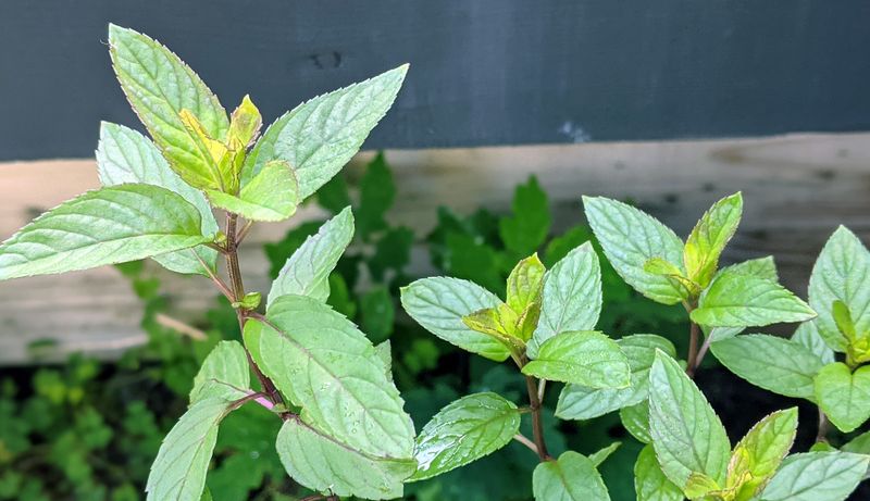 Apply Peppermint Oil Near Tunnel Entrances