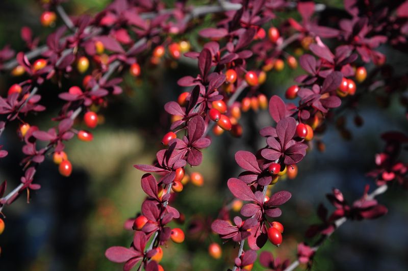 Resistant To Pruning Encourages Spread