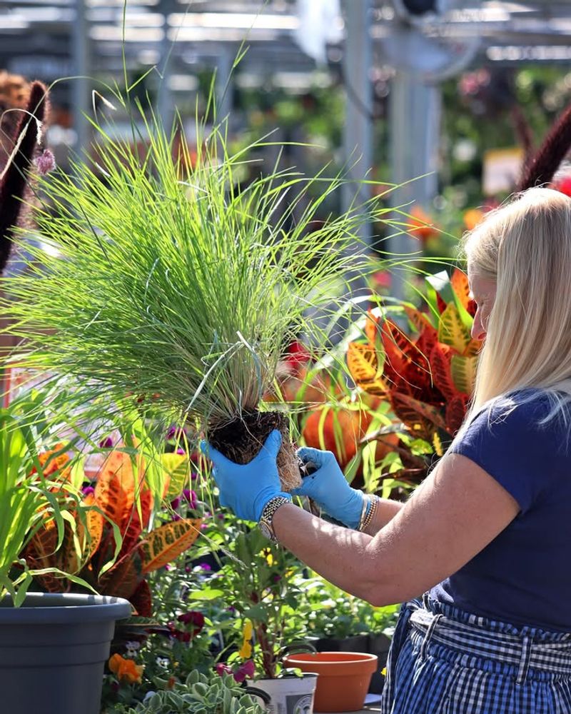 Workshops That Spark Every Gardener's Curiosity