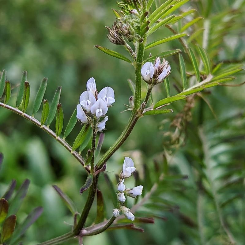 Common Vetch