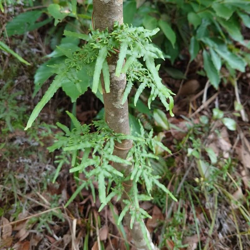 Japanese Climbing Fern (Lygodium japonicum)