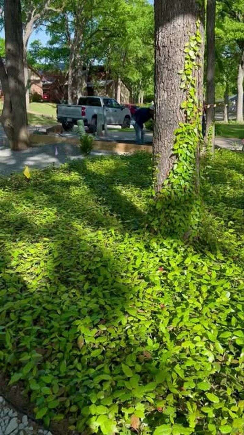 Asian Jasmine