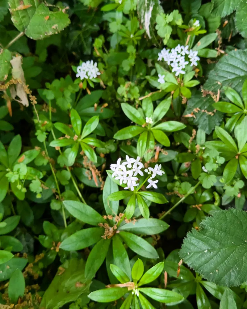 Sweet Woodruff
