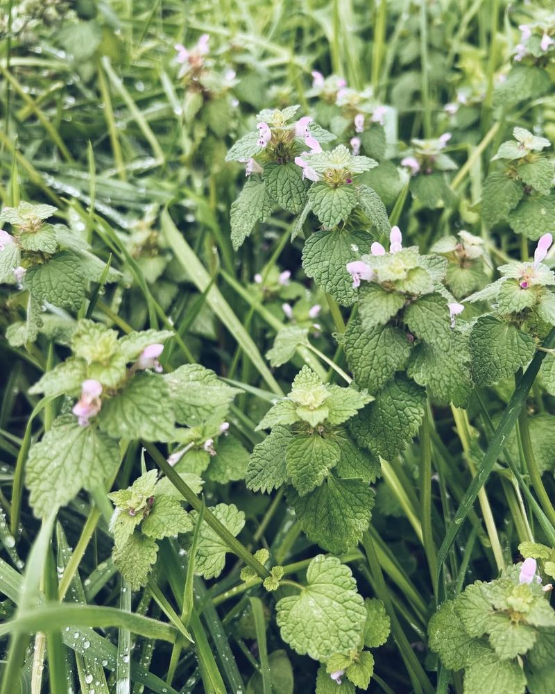 Lamium (Dead Nettle)