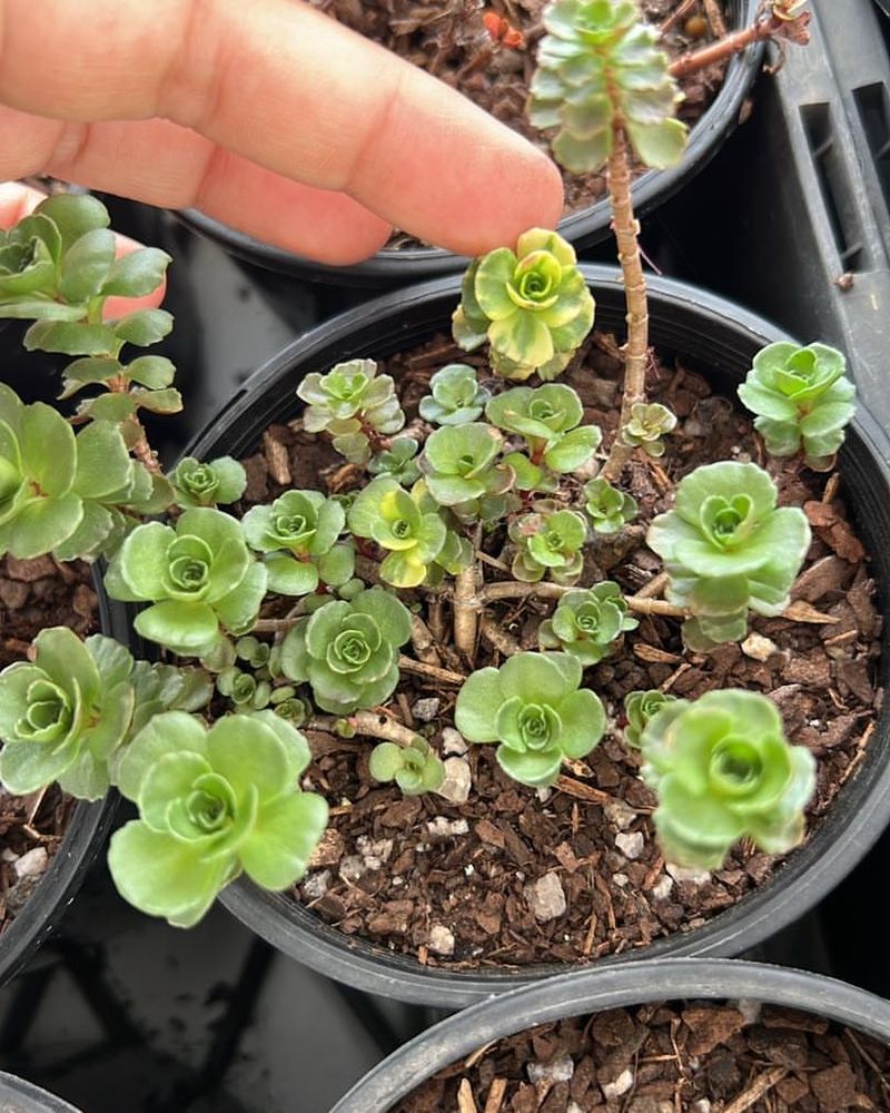 Sedum 'Dragon's Blood'