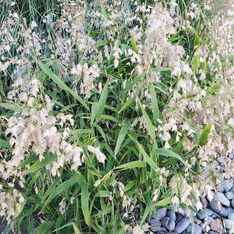 Inland Sea Oats