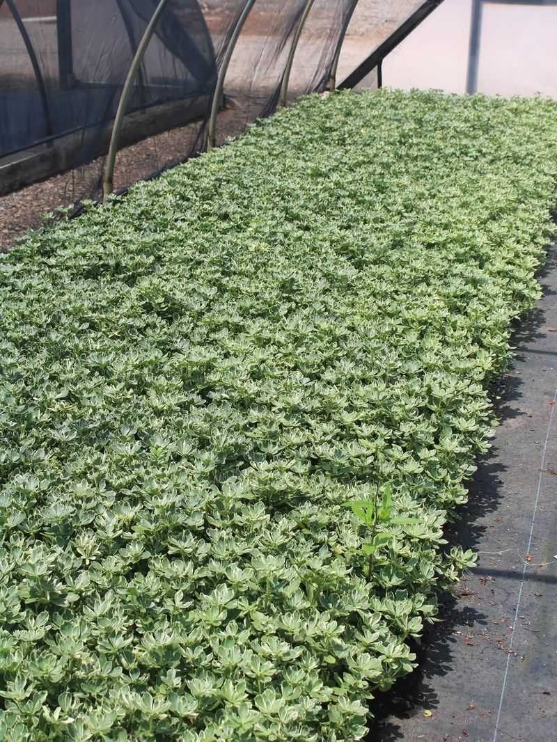 Pachysandra