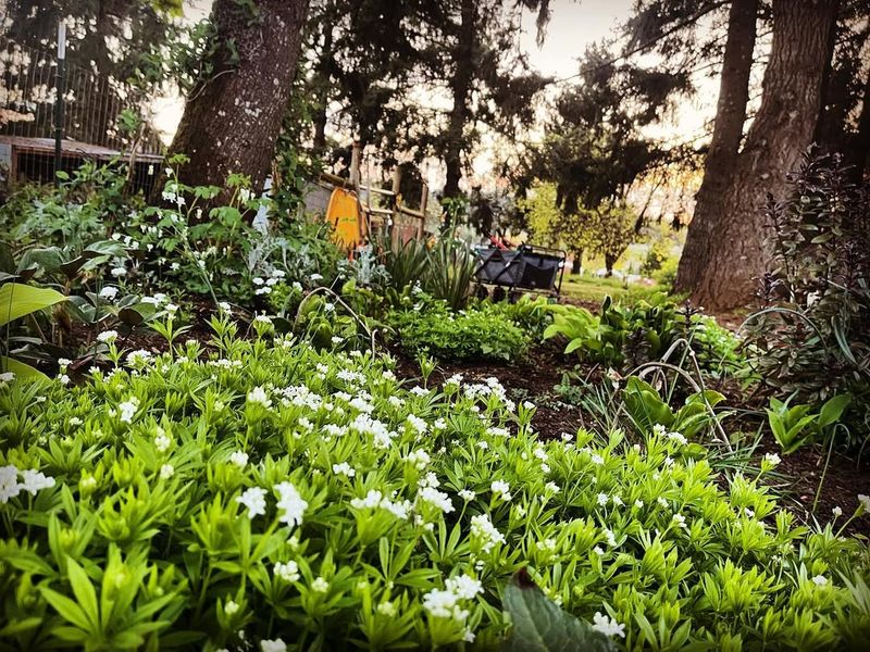 Sweet Woodruff