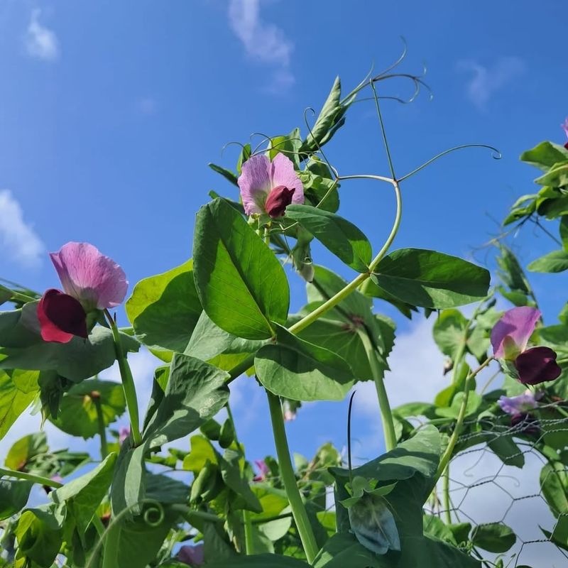 Austrian Winter Peas
