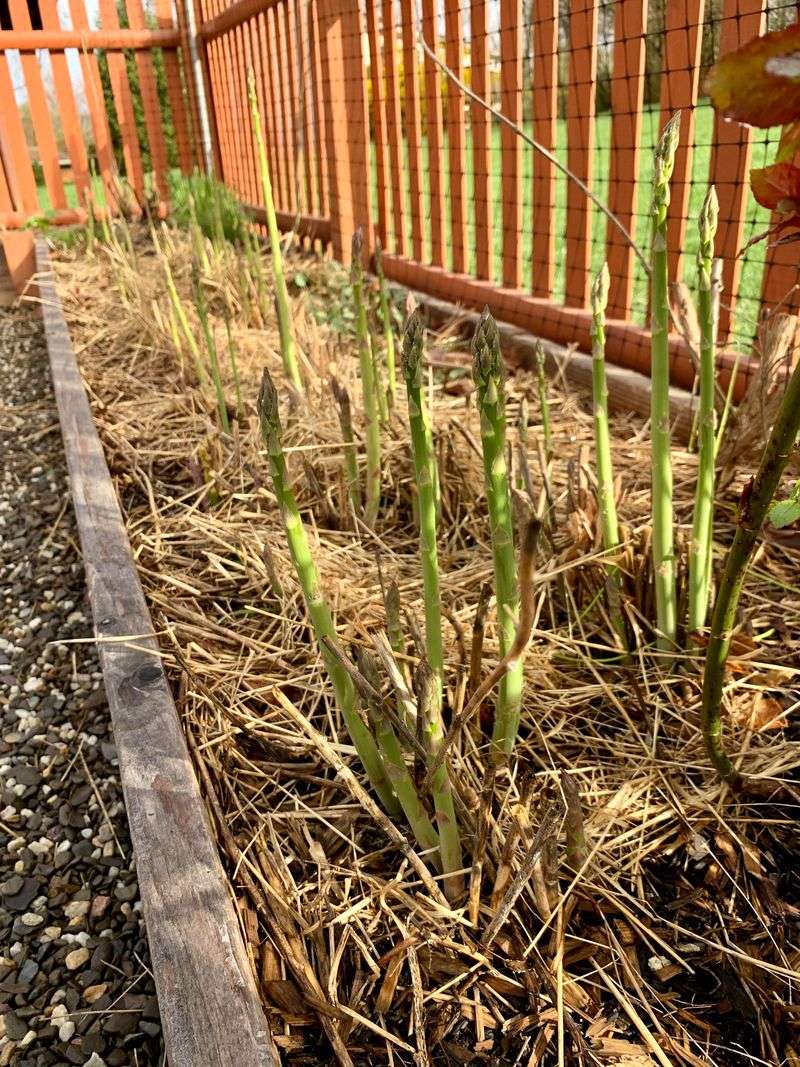 Beachside Asparagus