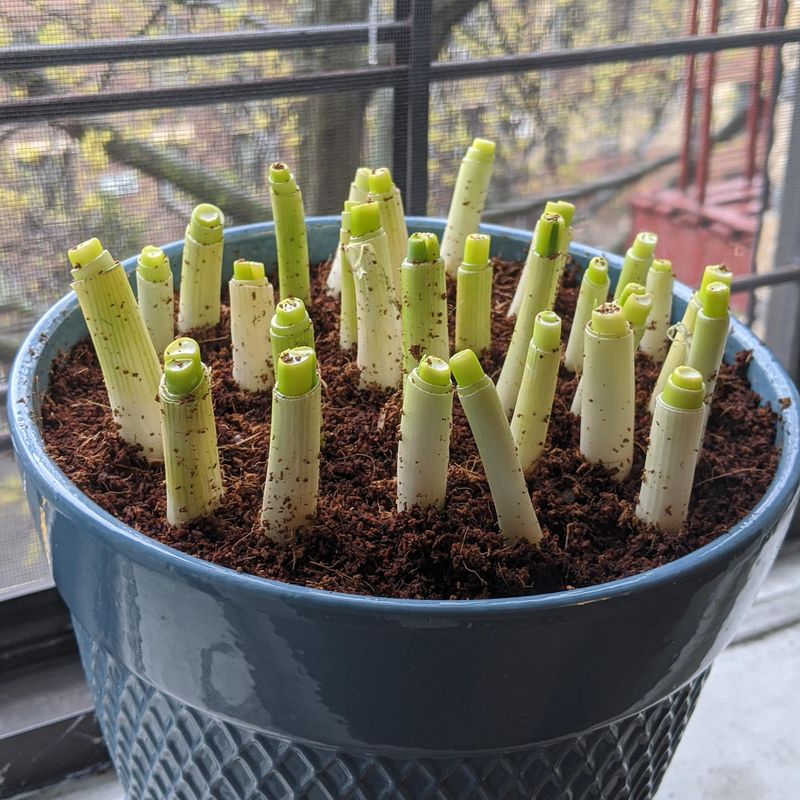 Aromatic Green Onions