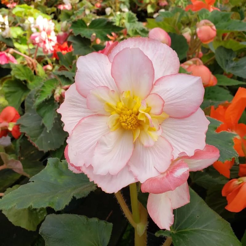 Begonias