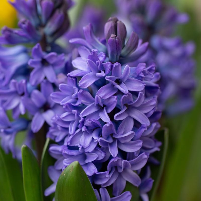 Hyacinths