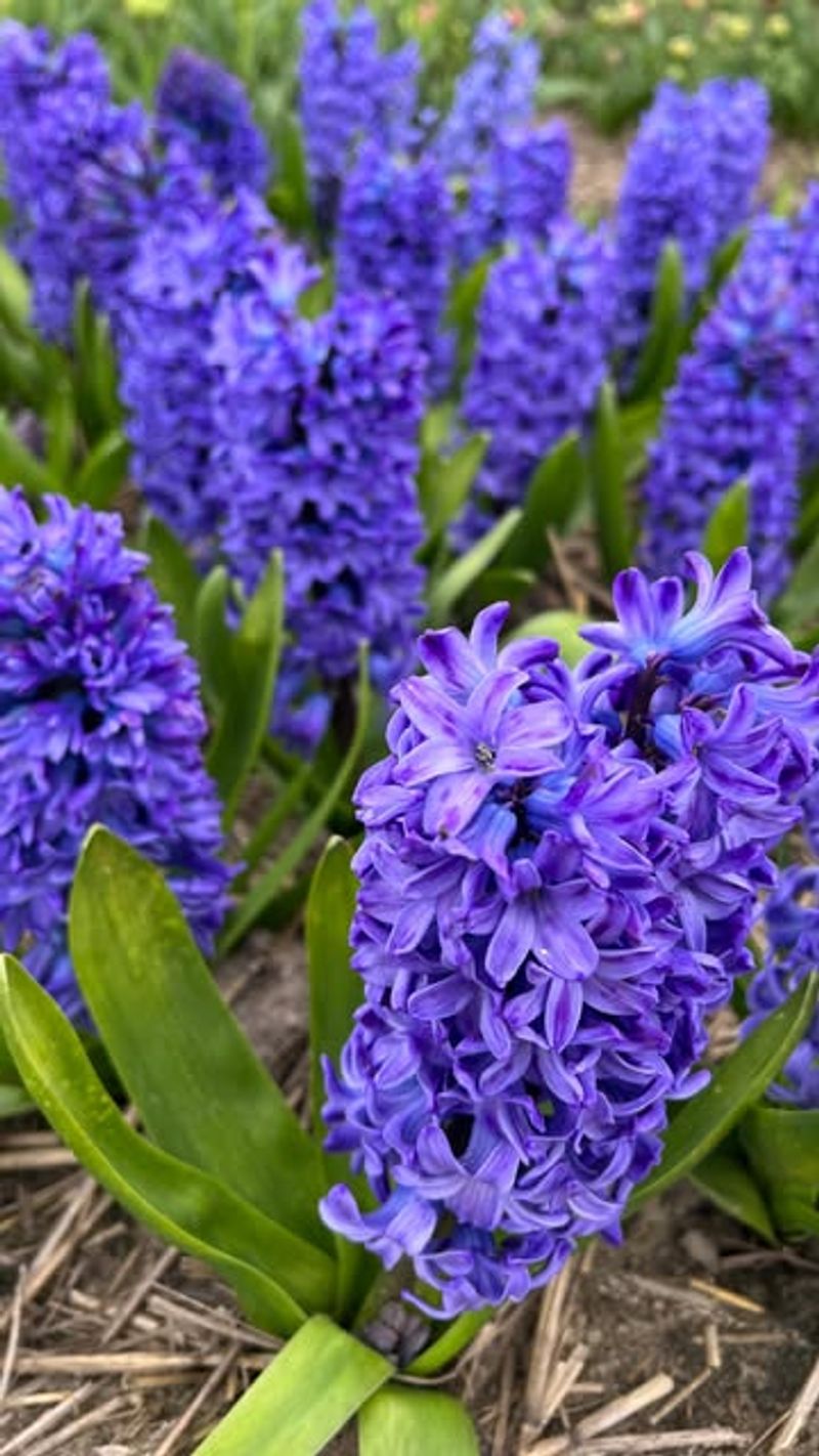Hyacinths