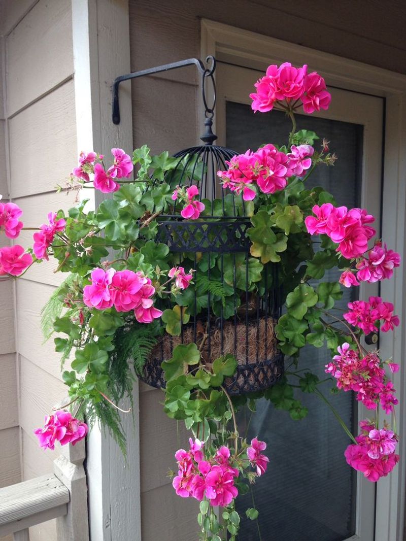 Climbing Fuchsia And Ivy Geranium