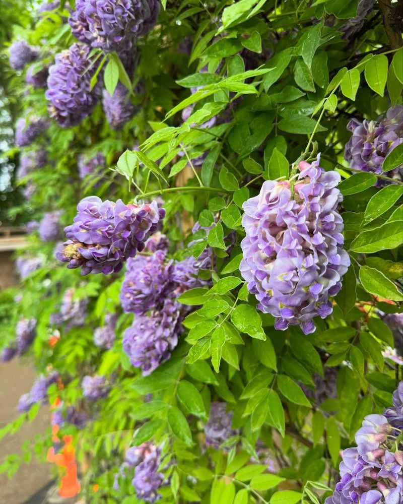 Wisteria: Dramatic Cascades of Fragrant Flowers