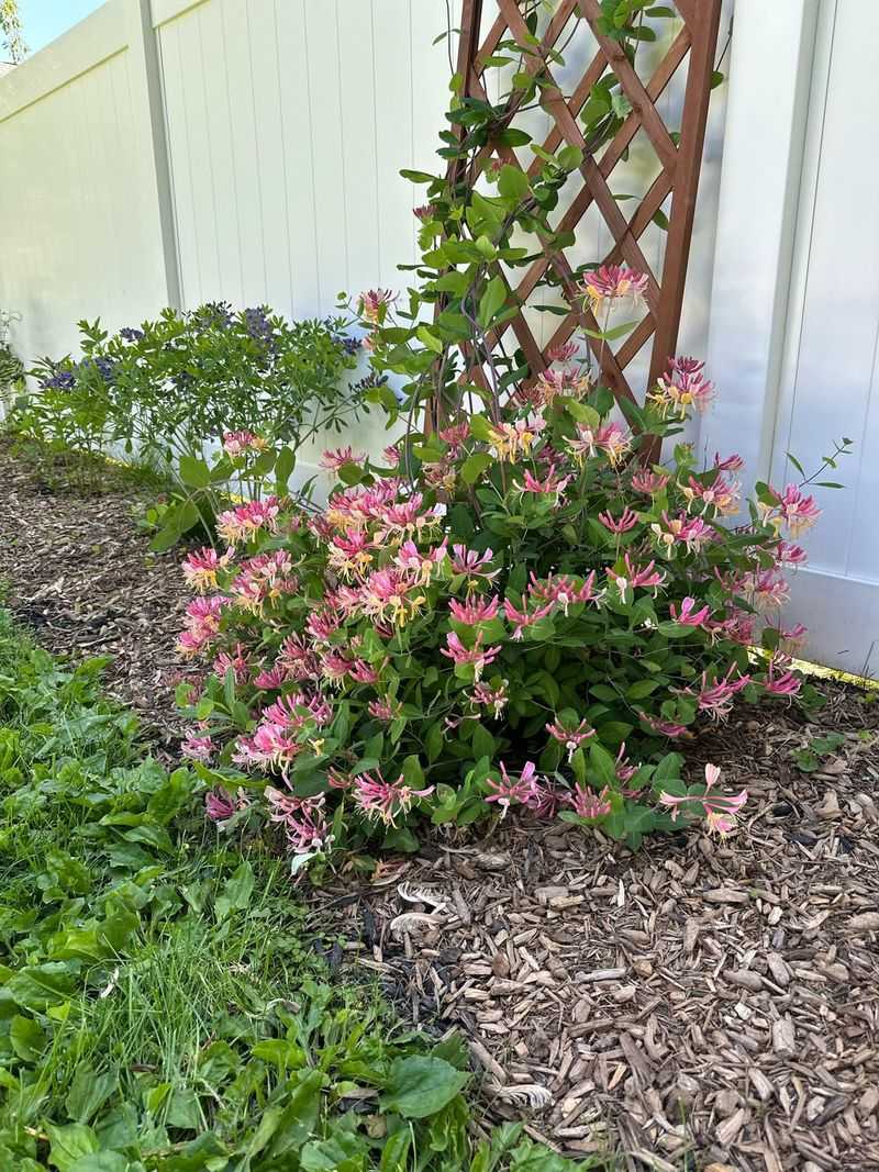 Trumpet Honeysuckle