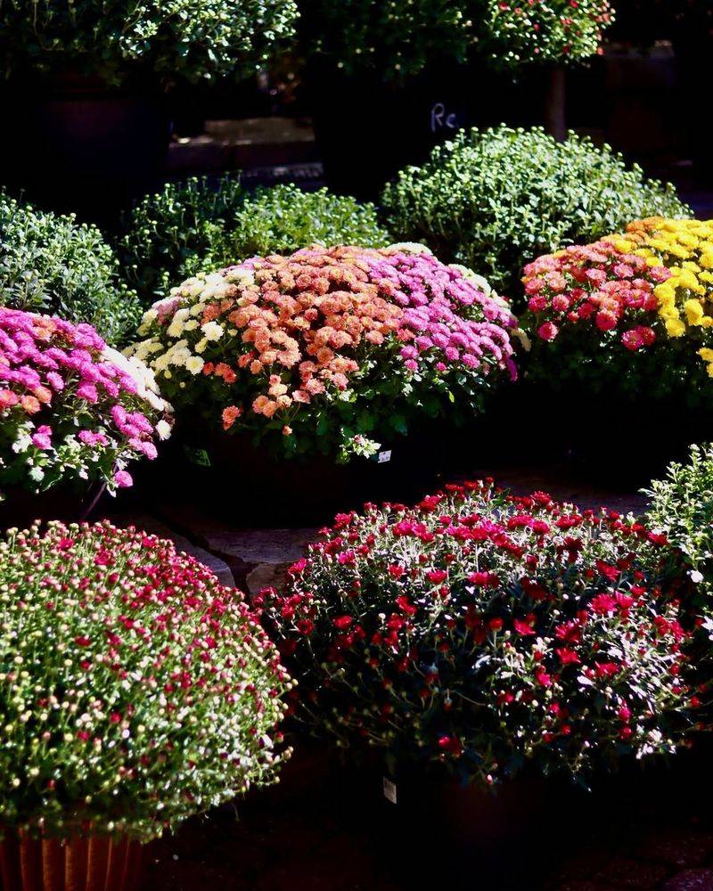 Mums In Unexpected Colors