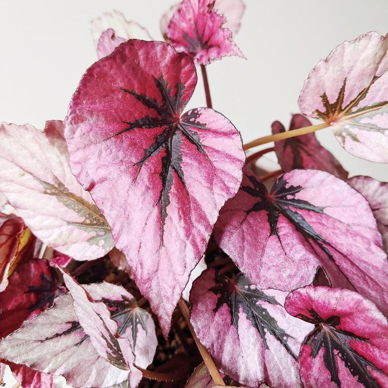 Rex Begonia