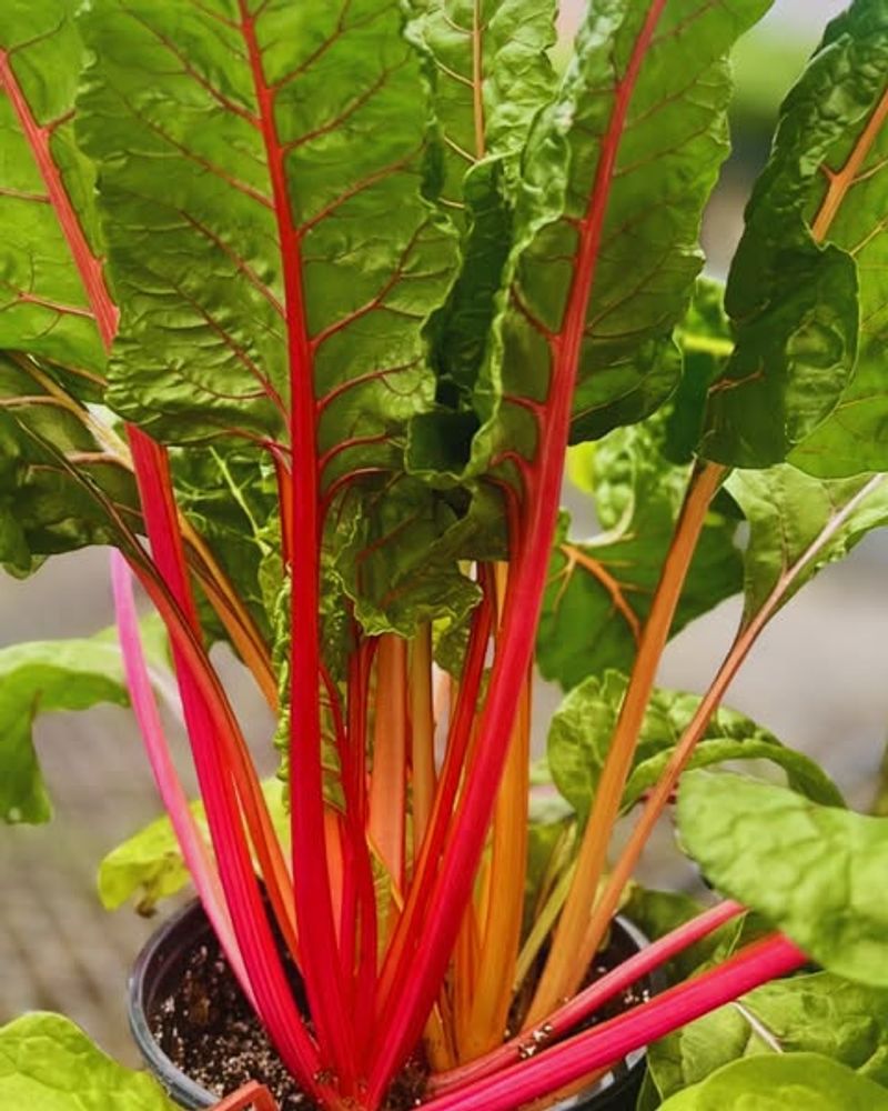 Swiss Chard