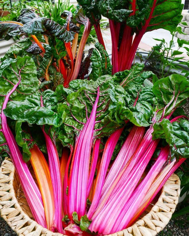 Swiss Chard