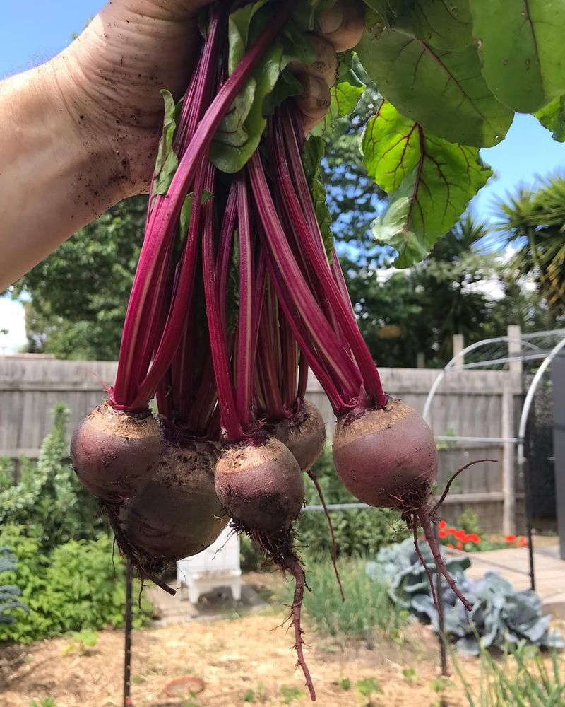 Beets