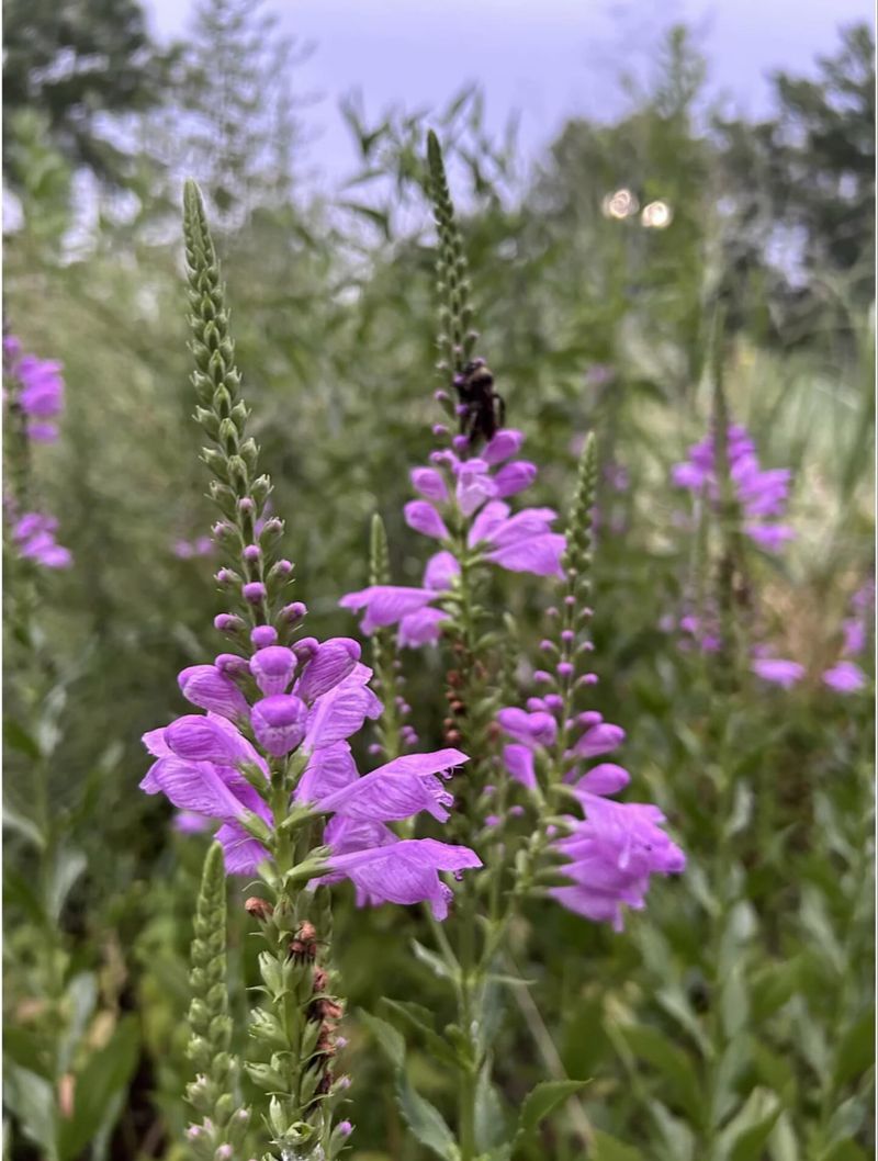 Obedient Plant (Physostegia virginiana)
