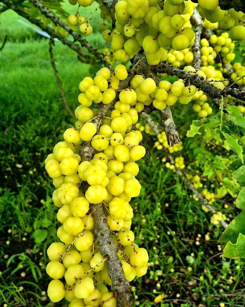 Gooseberries