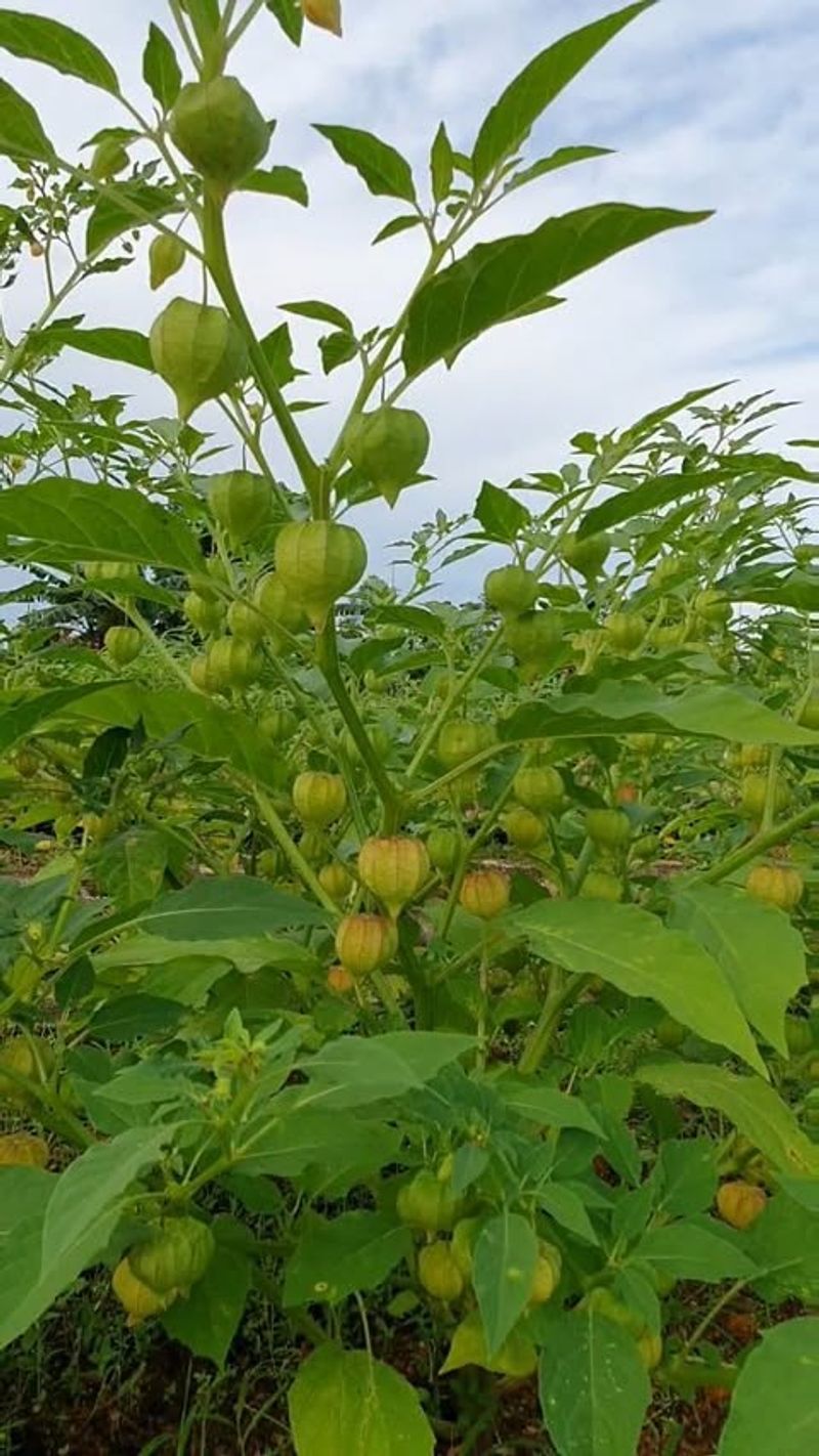 Gooseberries
