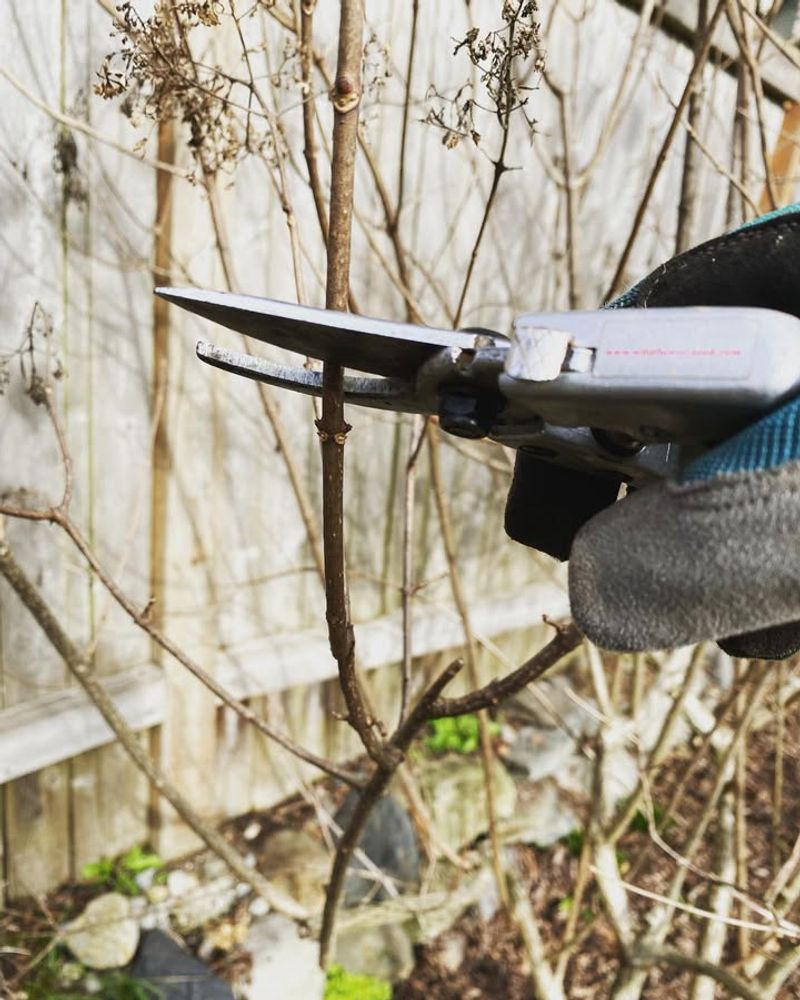 Inspect And Prune Perennials Carefully